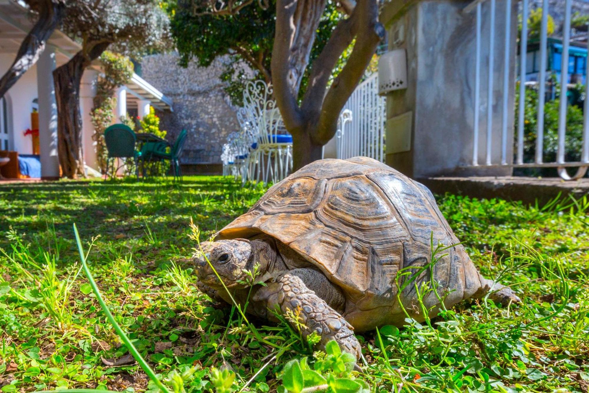 La Maliosa Positano Panzió Kültér fotó